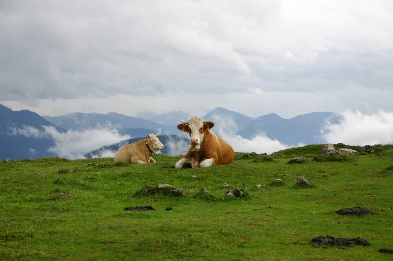 Kühe auf einer Weide vor Alpen