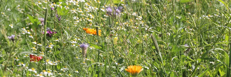 Blühwiese.