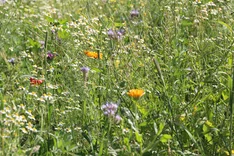 Wiederansiedlung gefährdeter Ackerwildpflanzen