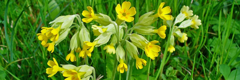 Echte Schlüsselblume (Primula veris)