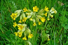 Pflanze des Monats April 2024: Echte Schlüsselblume (Primula veris)