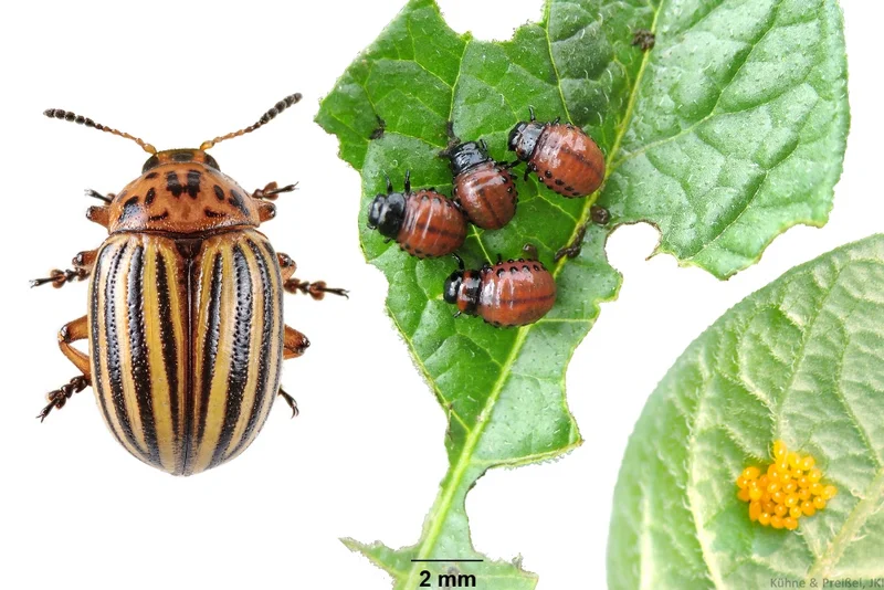 Kartoffelkäfer (Leptinotarsa decemlineata)