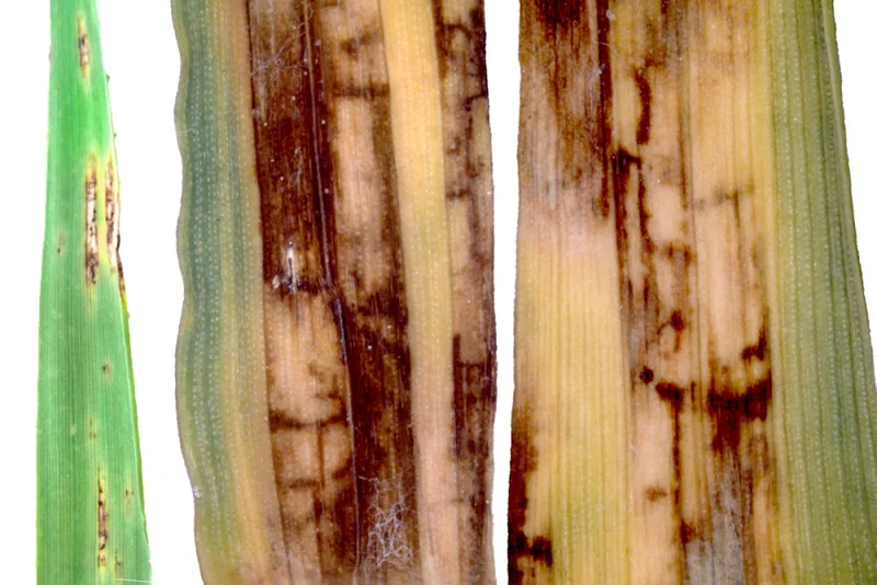 Netzfleckenkrankheit (Pyrenophora (anam. Drechslera) teres)