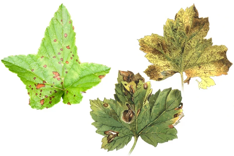 Europäischer Stachelbeermehltau, Blattfleckenkrankheit der Johannisbeere (Mycosphaerella ribis)