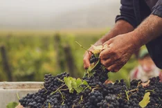 Ökologischer Weinbau