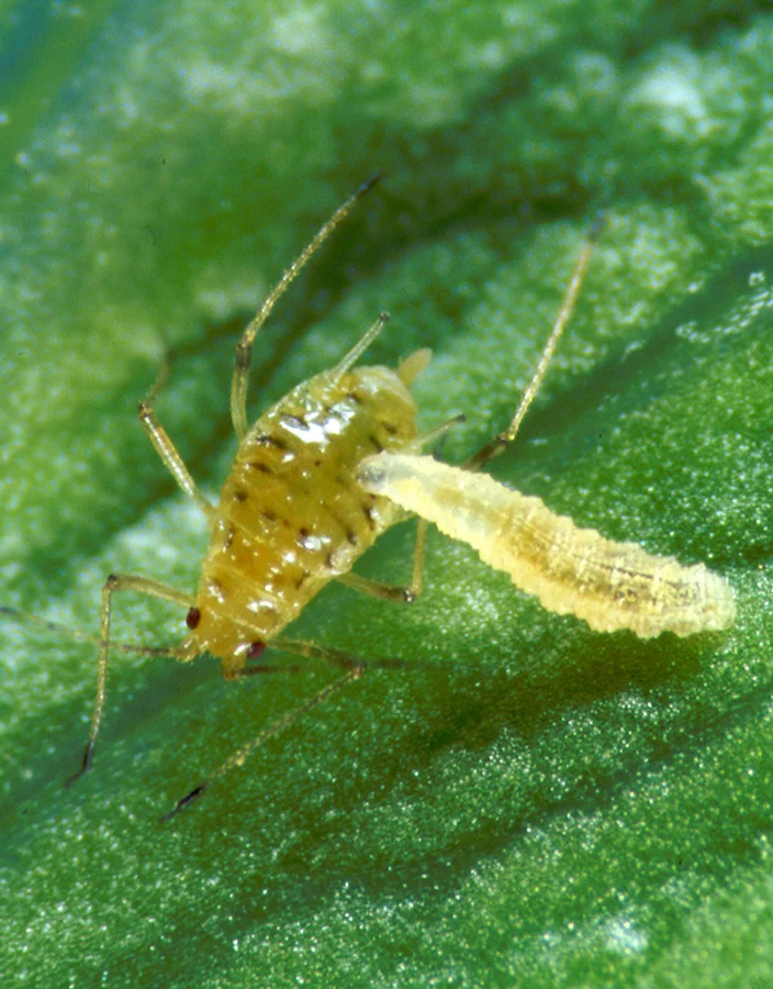 Schwebfliegenlarve frisst Blattlaus