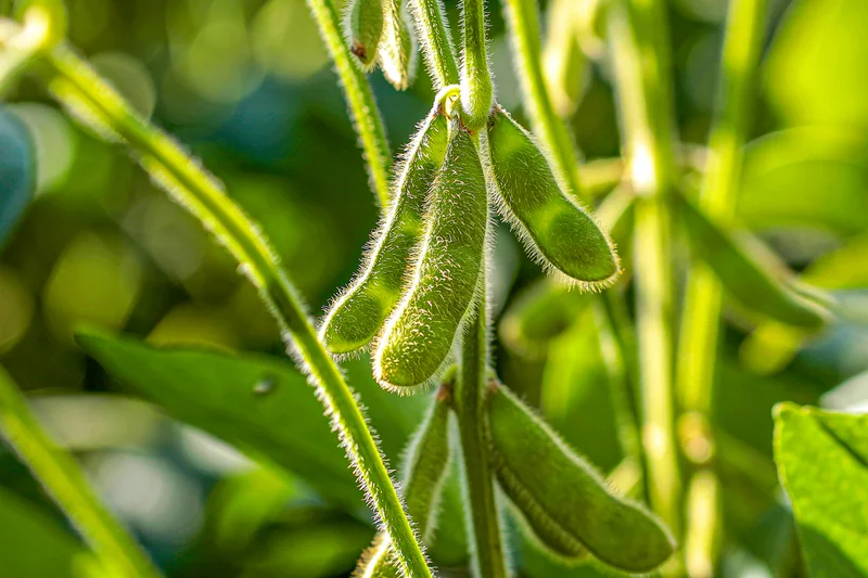 Sojapflanze. Foto: Mailson Pignata Creative iStock / Getty Images Plus via Getty Images