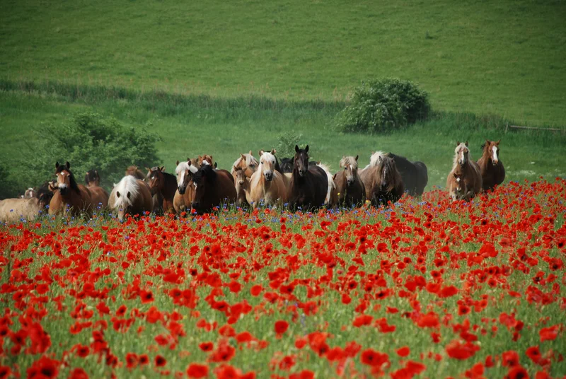 Herde vor Mohn, Klick führt zu Großansicht im neuen Fenster