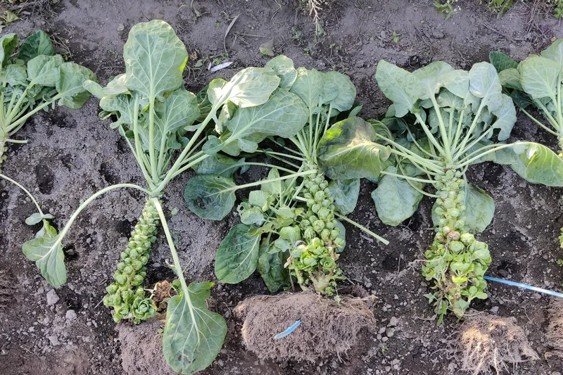 Rosenkohl