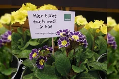 Nachhaltiger und ökologischer Anbau von Bio-Zierpflanzen