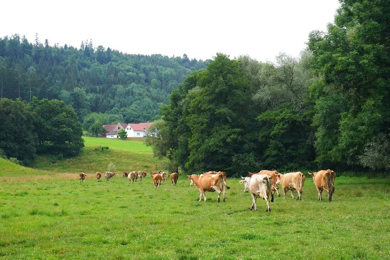 Kühe auf einer Weide. 