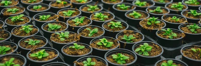 Viele schwarze Plastik-Pflanztöpfe mit Jungpflanzen stehen nebeneinander.