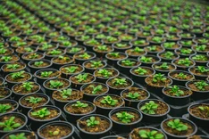 Plastiktöpfe im Öko-Gartenbau: Welche Alternativen gibt es?