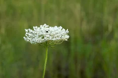 Pflanze des Monats August: Wilde Möhre (Daucus carota)