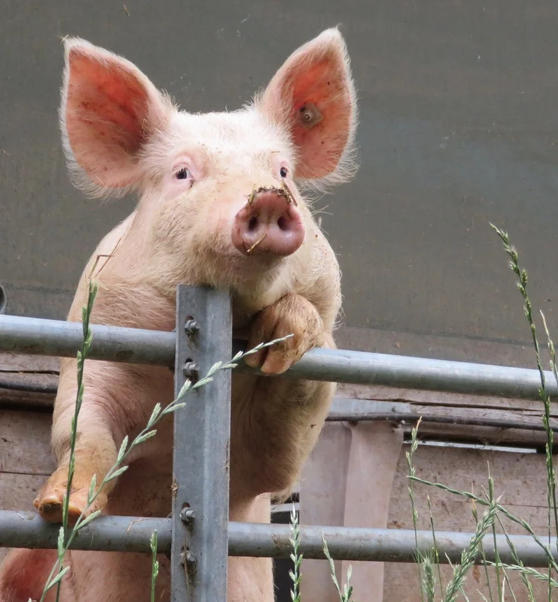 Schwein steht auf einem Gitter gestüzt und guckt in die Kamera.