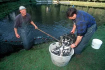 Biologische Aquakultur
