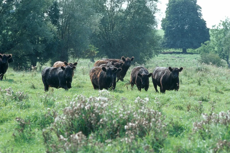 Rinder auf Weide.