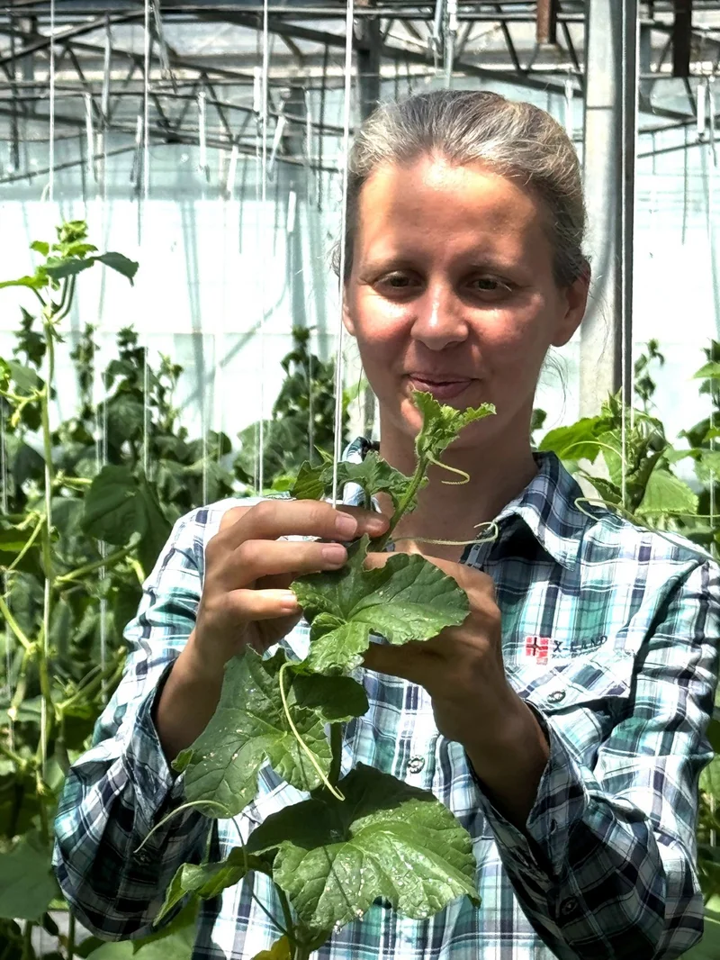 Frau wickelt Melonenranken um eine Rankhilfe in einem Gewächshaus.