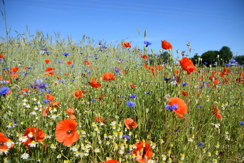 Blick auf einen Acker mit verschiedenen blühenden Pflanzen, darunter überwiegen Mohn. Klick führt zu Großansicht.