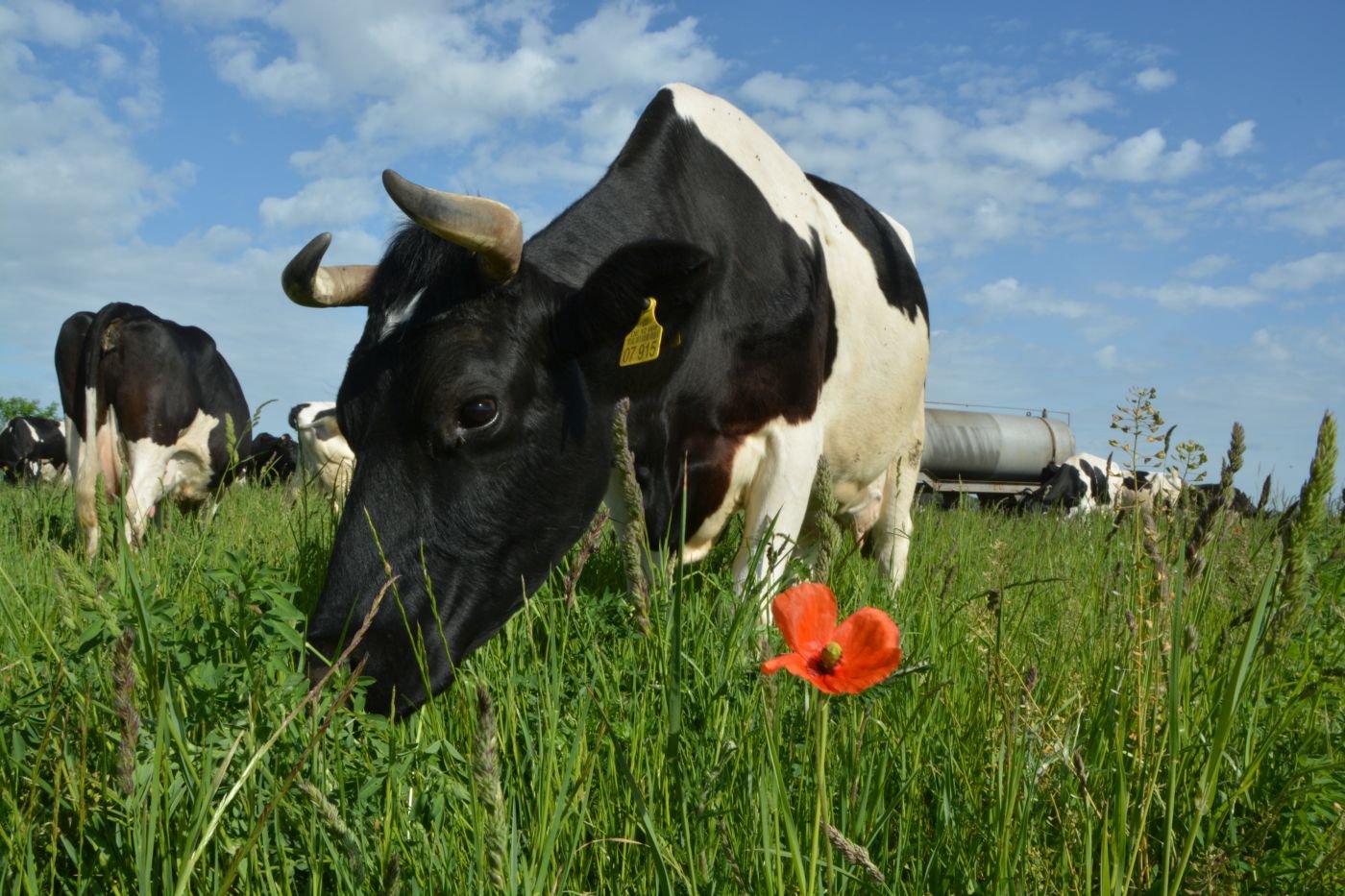 Rind auf der Weide