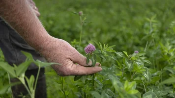 Eine Hand, die eine Kleeblüte hält.
