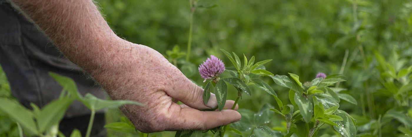 Eine Hand, die eine Kleeblüte hält.