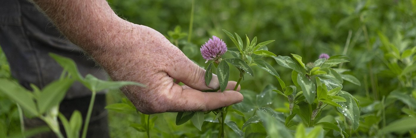 Eine Hand, die eine Kleeblüte hält.
