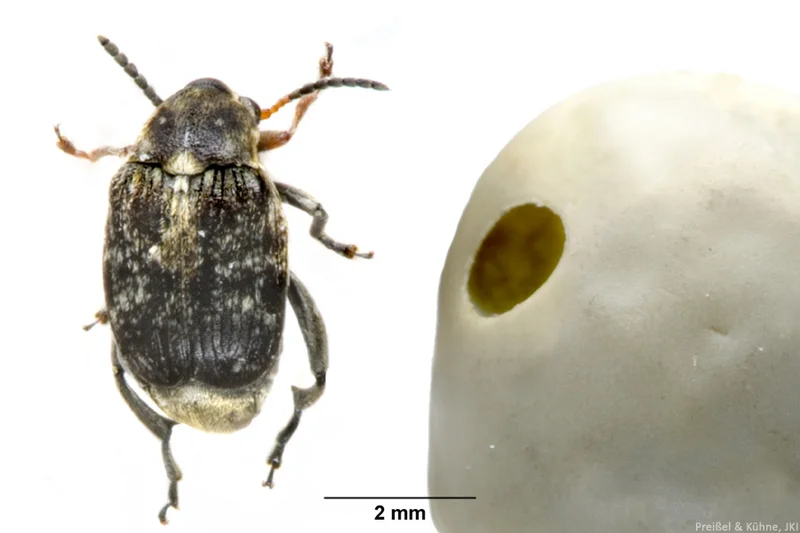 Erbsenkäfer, Ackerbohnenkäfer, Linsenkäfer (Gattung Bruchus)