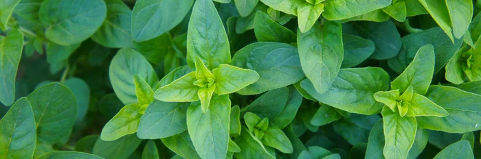 Oregano