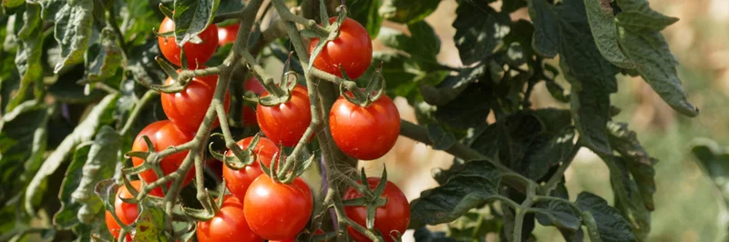 Tomatenpflanze