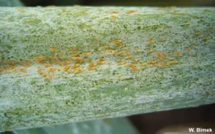 Thrips an Schnittlauch. Zum Vergrößern klicken