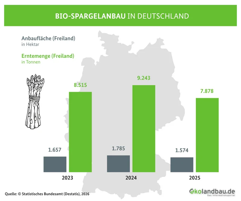 Grafik Anbaufläche und Erntemenge von Bio-Spargel in Deutschland 2023-2025.