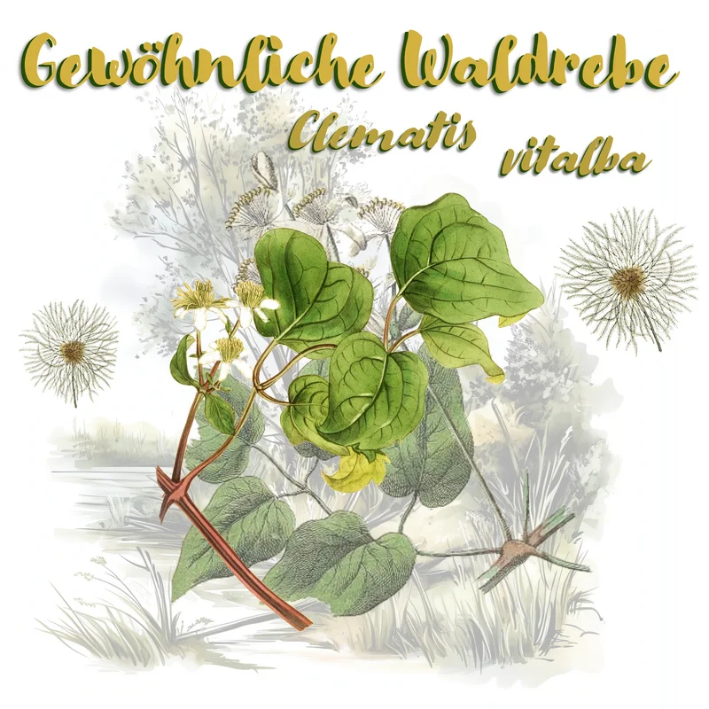 Waldrebe