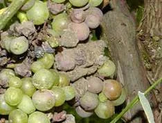 Von Botrytis befallene Trauben