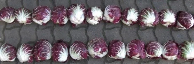 Radicchio, Foto: Kultursaat e.V.