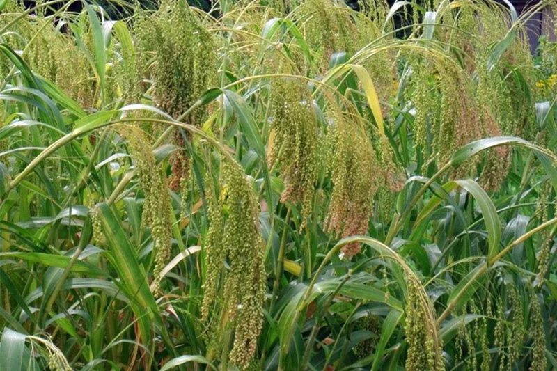 Rispenhirsensorten und -linien zur Körnernutzung für Geflügel