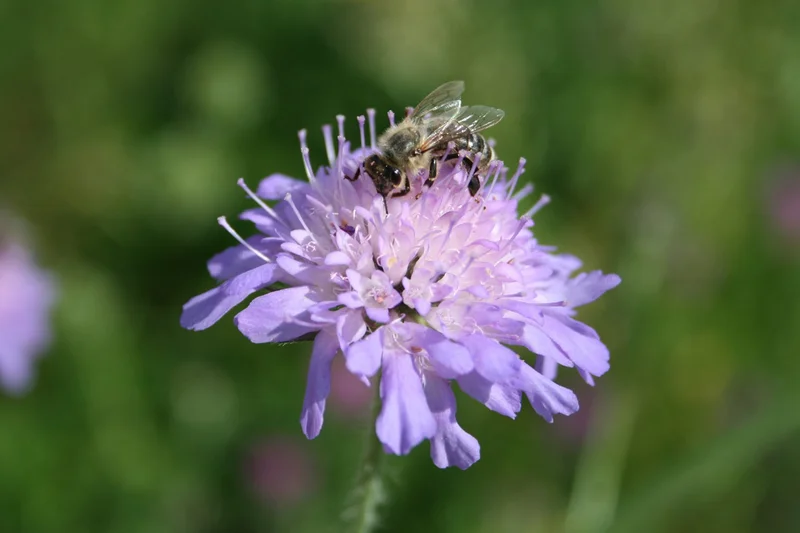 Biene auf Blüte einer Flockenblume. Klick führt zu Großansicht in einer Lightbox. Zum Schließen der Lightbox ESC drücken.