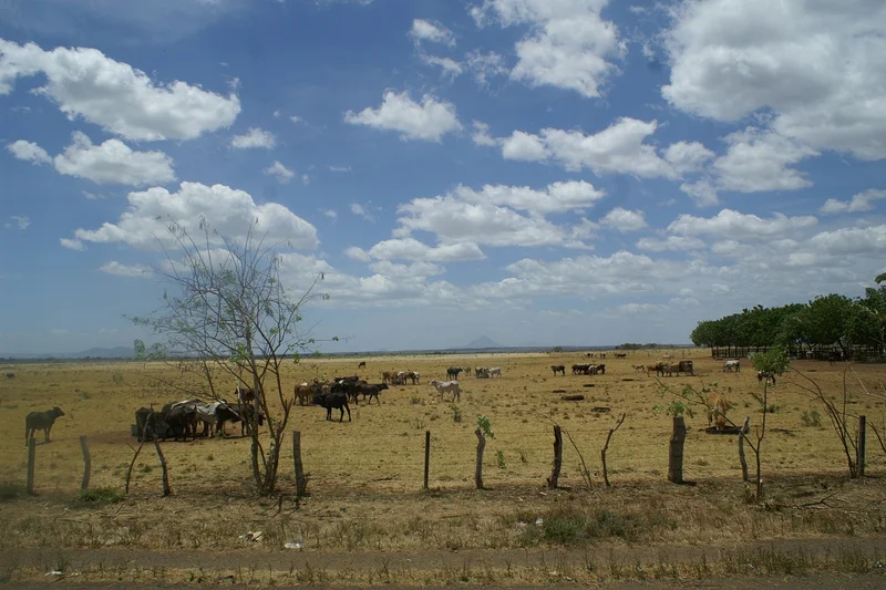 Viehweide in Nicaragua. Klick führt zu Großansicht in einer Lightbox. Zum Schließen der Lightbox ESC drücken.