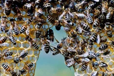 Bio-Honig schmeckt Mensch und Natur