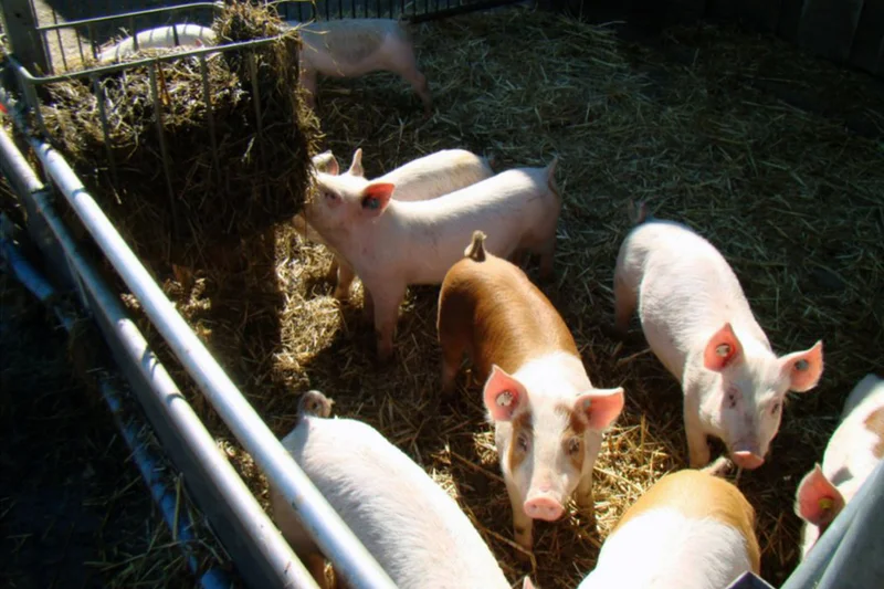 Öko-Fütterung von Bio-Ferkeln