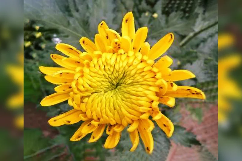 Blüte mit Schäden
