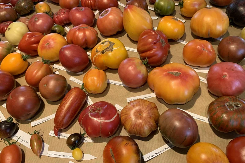 Tomaten verschiedener Farben und Größen