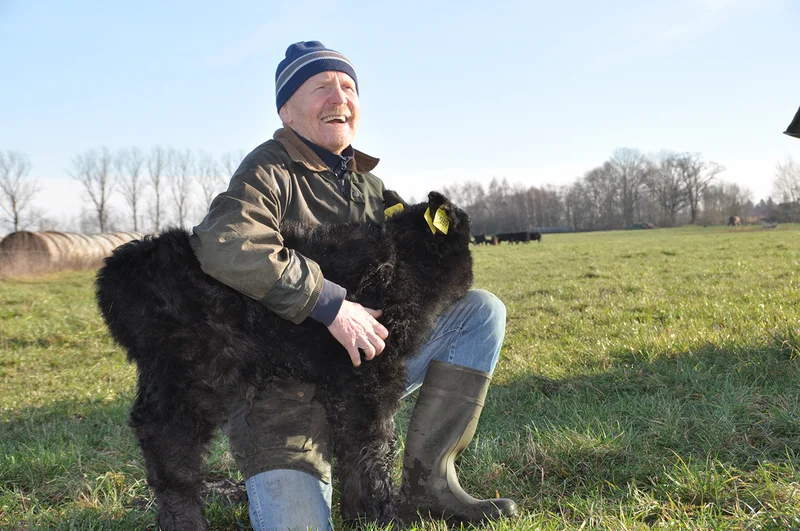 Mann mit Galloway-Kalb auf Weide