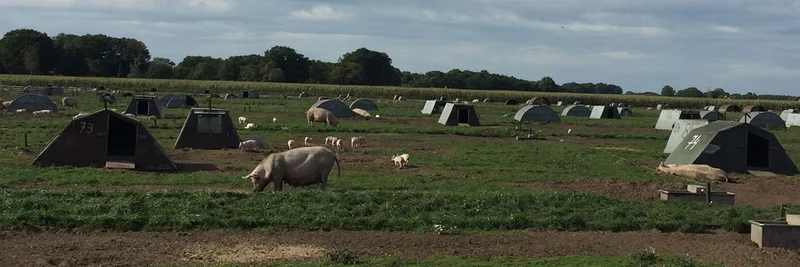 Auslauf von Schweinen.