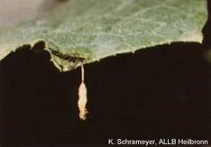 Bacillus thuringiensis ssp. aizawai und kurstaki (Bakterium)