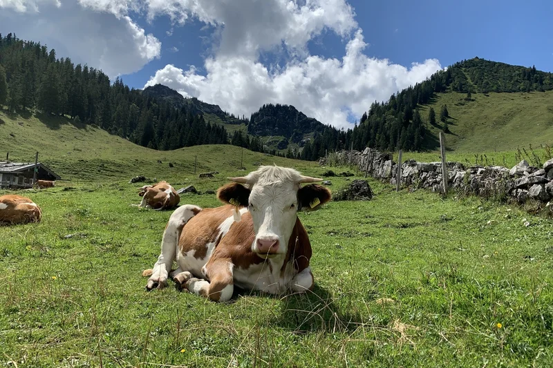 Kuh auf einer Weide. Im Hintergrund sind Berge zu sehen. Klick führt zu Großansicht.