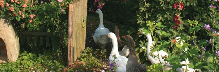 Gänse