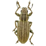Gestreifter Blattrandkäfer