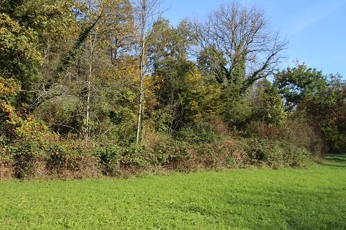 Bild von Saum. Klick führt zu Großansicht im neuen Fenster.