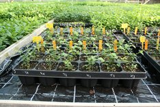 Smarte Düngemittel und Pflanzenstärkungsmittel für den Bio-Heidelbeeranbau